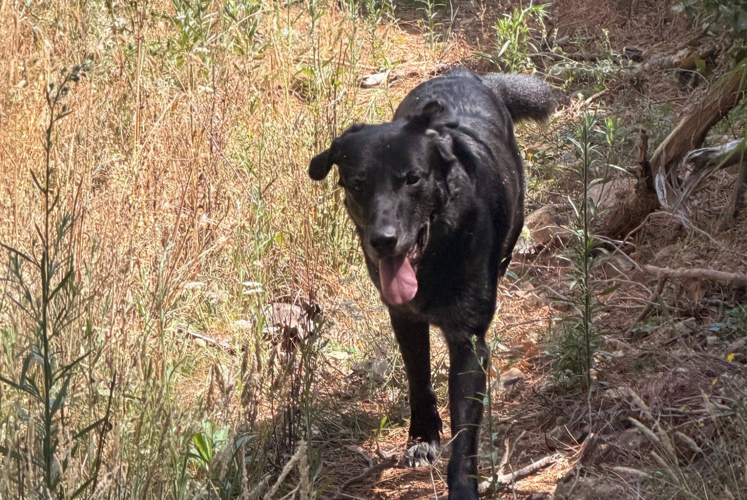 Cão Desaparecido em Navarrete (, Spain)  - alerta desaparecimento Pet Alert n° 375042